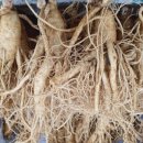 금산인삼쇼핑센타 이미지