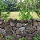 돌담하우스(민박) 이미지