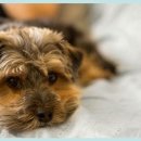 이든동물병원 이미지