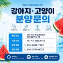 우리집막내 | 성주랙돌분양 처음엔 고민했는데 결국 우리 집 막내 된 후기