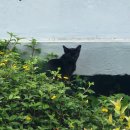 연동 로얄쇼핑센터 앞 주차장내 | 신혼여행 5일차 마지막날! 푸켓 허니문 패키지 현지식 식사와 왓찰롱 사원