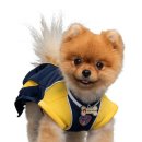 개귀여워 이미지