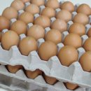 농업회사법인 (주)안일농장 이미지