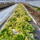 더드림팜 이미지