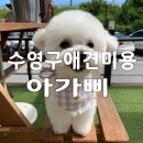 아가삐 이미지