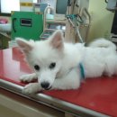 아지사랑 이미지