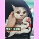 영블리 펫살롱 이미지