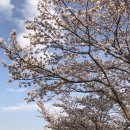 삼산풋살경기장 | 벚꽃 흐드러지던 날 우리들의 블루스 울산기타학원 코스틱코드의 두번째 코리미어리그