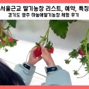 하늘애딸기농장 | 딸기체험 서울근교 딸기농장 리스트 feat. 하늘애딸기농장 체험 후기