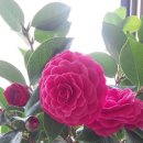 팽성서로 이미지