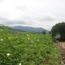 목화공원2 이미지