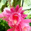 행복을주는꽃 이미지