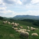 머리목장 이미지