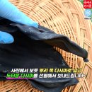 순이네건어물