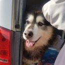 (주)보담