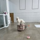 입댕로랑 이미지