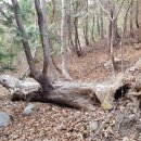 오리나무약수터 이미지