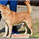 까치말진돗개농장 이미지