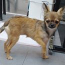 딱지애견샵 이미지