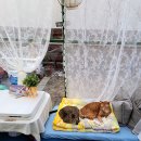 디디동물병원 이미지