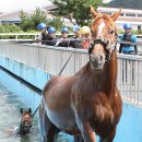 수영목장 이미지