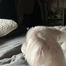 두타동물병원 이미지