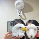 효쑥뜸