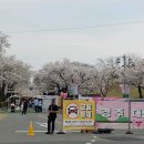 돌담길 | 2026 경주 벚꽃 축제 대릉원돌담길 방문 후기