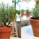 로즈마리 이미지