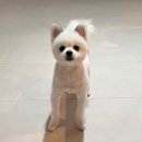 마이몽드 | [남악 애견미용]친절하고 깔끔했던 마이몽드