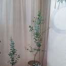 상춘꽃농원 이미지