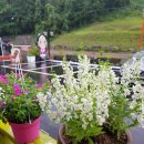 오백년 누룽지백숙 이미지