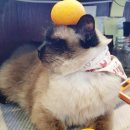 보라매웰종합동물병원 | [공지] 보라매웰동물병원 11월 수의사 스케줄