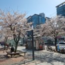 할머니가래떡볶이시흥동은행나무점 | 가산동~금천구청 자전거 길에 핀 벚꽃! 따릉이로 퇴근하기 넘모 좋았다.