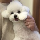 마주봄펫 이미지