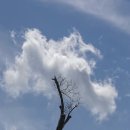구름나무 이미지