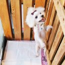 박여진애견미용실 이미지