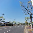 퐁낭퐁낭 이미지