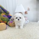 유앤미펫 강아지분양 고양이분양 일산점 이미지