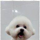 멍멍친구 애견샵 이미지