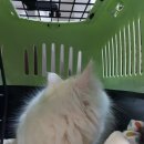 혜인동물병원 이미지