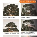 노간주나무 이미지