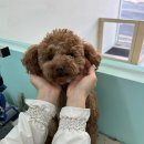 멍블리즈 이미지