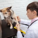 새로이동물병원 이미지