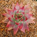 철화농장 이미지