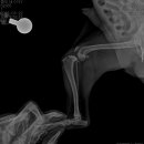 TPLO+MPL십자인대 +슬개골3기동시수술 이미지