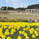 이기대수변공원 안내 | 오륙도 수선화 실시간 개화시기 3월 스카이워크 부산 총정리