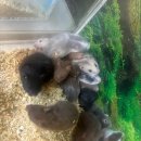 미니펫스토리 이미지