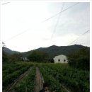 동막막국수 - 삼척시 문의재로 3777-12 | 동막막국수