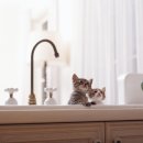 숲 동물의료센터 이미지